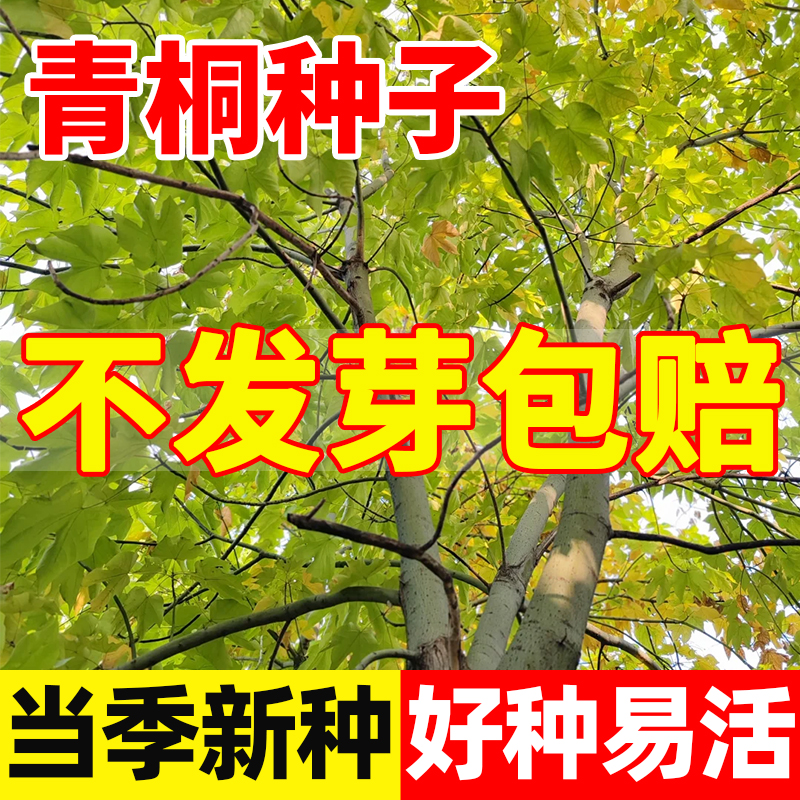 青铜种子四季常青护坡庭院种植