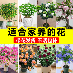 适合家养的花卉大全绿植盆栽室内耐阴好养易活的植物四季开花不断