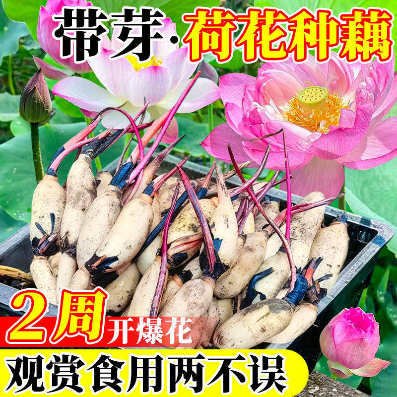 观赏荷花藕种藕苗根睡莲碗莲花种子好养池塘水缸水养植物四季好养
