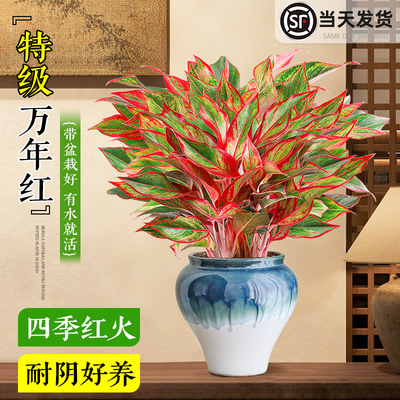 特级大盆万年红如意皇后绿植物室
