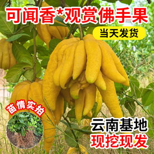佛手柑苗云南佛手柑苗金佛手果种苗香橼观赏药材用盆栽地栽果树苗