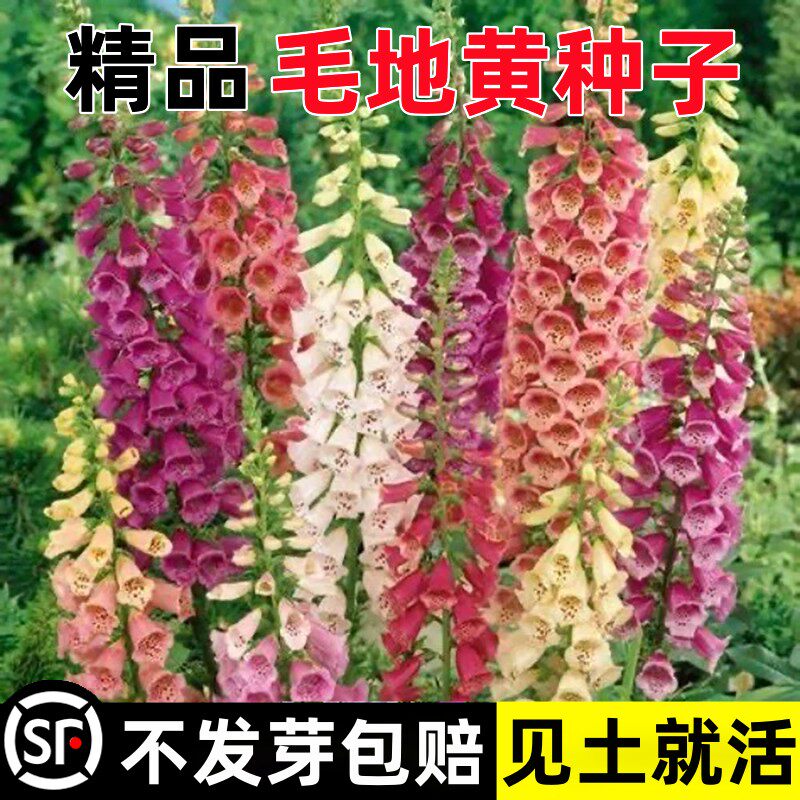 毛地黄花种四季种植开花盆栽花苗阳台庭院观赏花卉多年生易活花籽