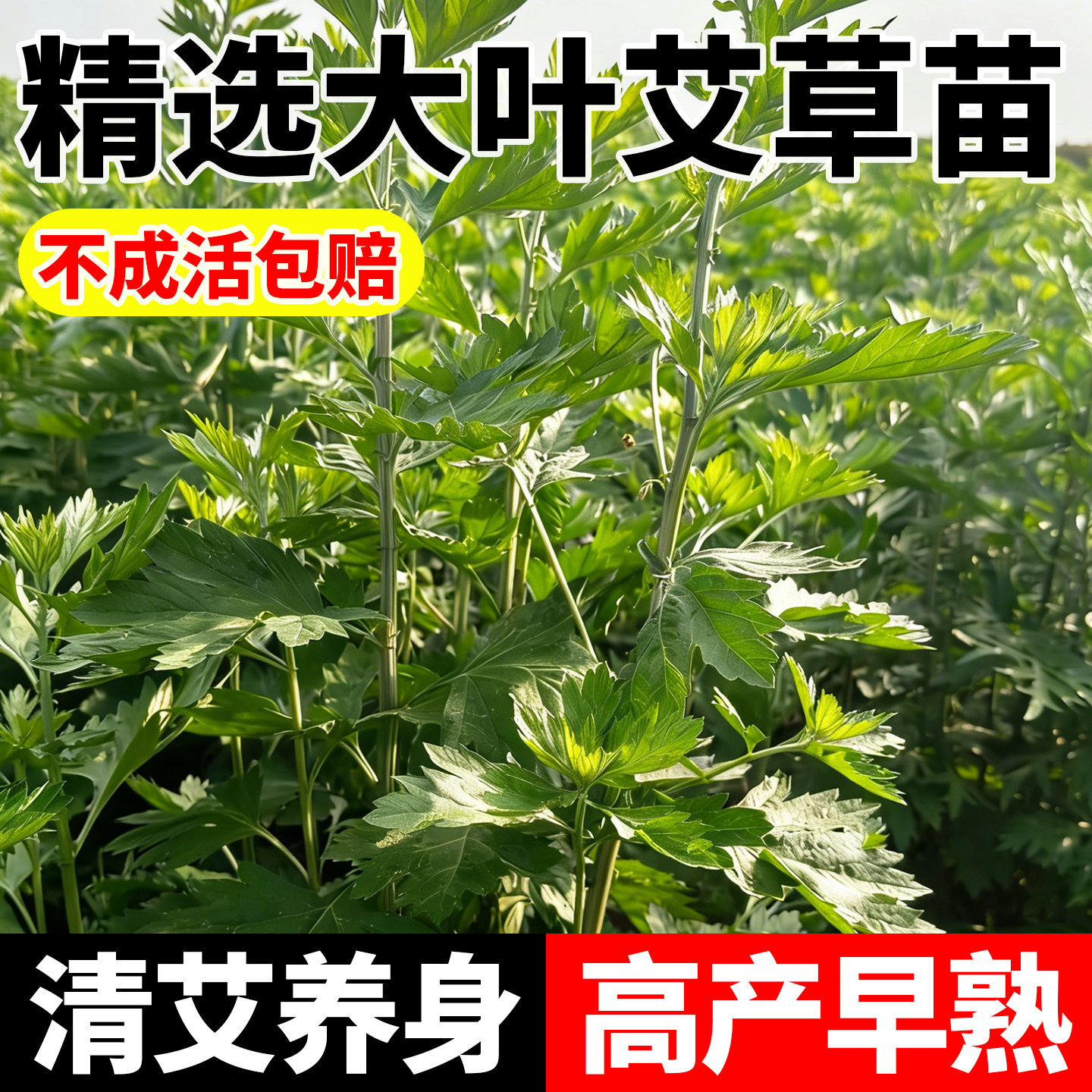 艾草种苗幼苗盆栽大叶艾老根原种四季种植高产纯艾草新鲜药食两用