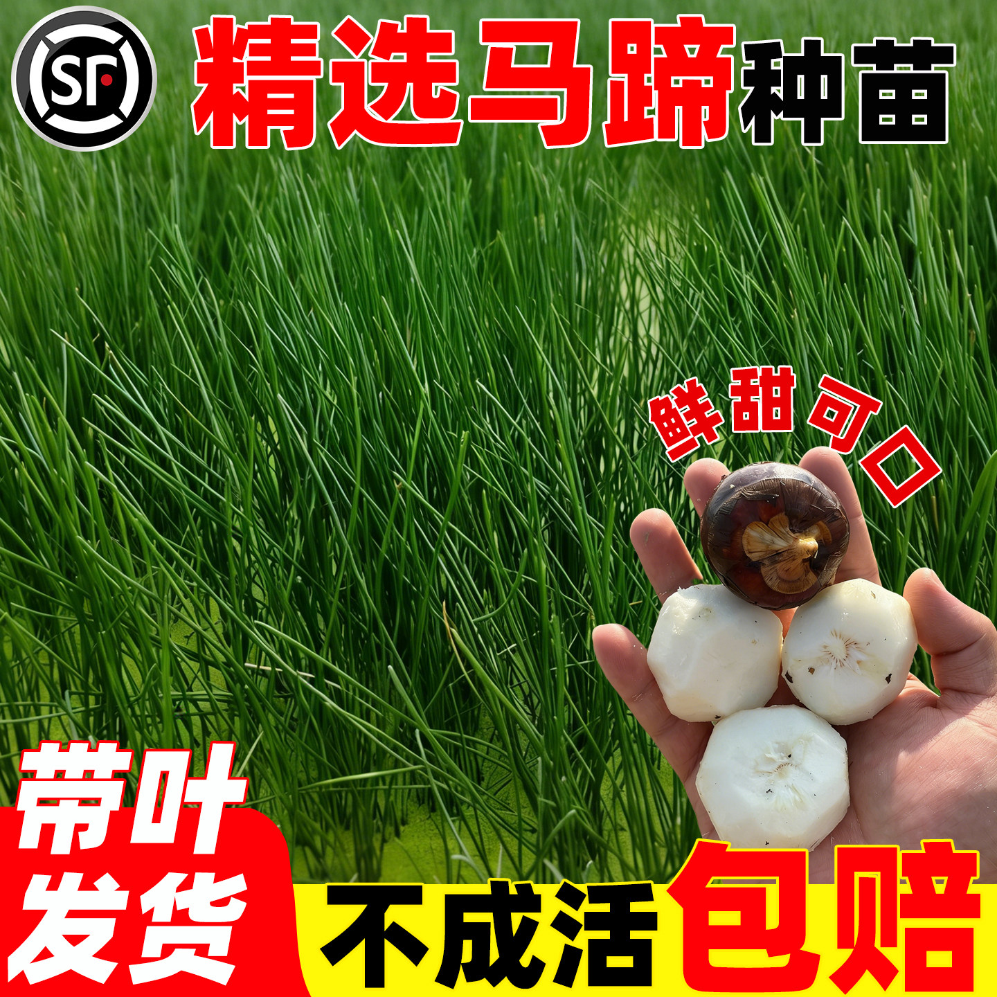 马蹄种苗荸荠高产正宗广西桂林荔浦芋头马蹄荸荠新鲜脆甜种植苗子