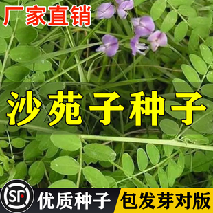 沙苑子新货药材种子中药材四季种沙苑籽种子茶潼蒺藜夏黄草沙宛子