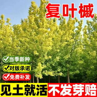 复叶槭种子鸡爪槭种子四季种植庭院绿化山造护坡花卉复叶糖槭种籽