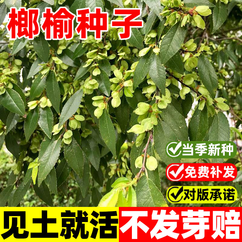 小叶榔榆种子盆景苗树籽多年生种