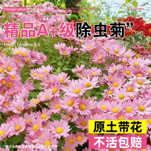 除虫菊花苗带花苞当年开花阳