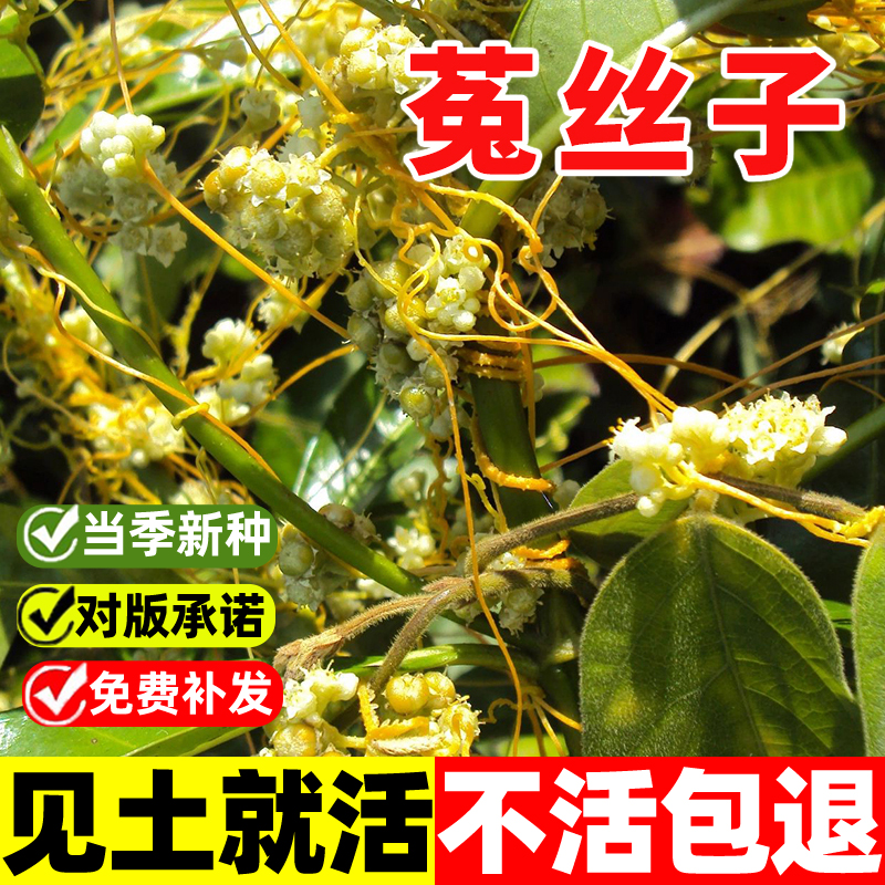 菟丝子种籽大豆寄生无根草黄丝黄鳝藤东北野生中草药金丝藤种子孑