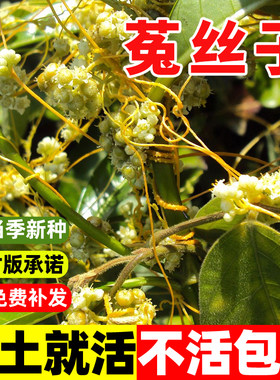 菟丝子种籽大豆寄生无根草黄丝藤