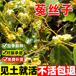 菟丝子种籽大豆寄生无根草黄丝黄鳝藤东北野生中草药金丝藤种子孑