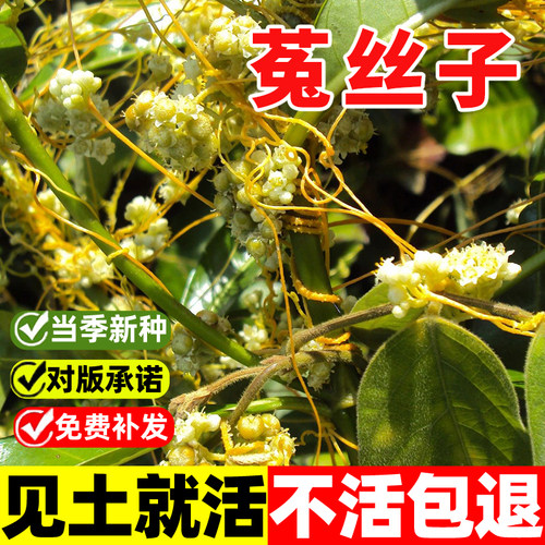 菟丝子种籽大豆寄生无根草黄丝藤