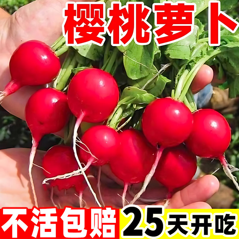 樱桃萝卜种籽阳台盆栽凤梨萝卜