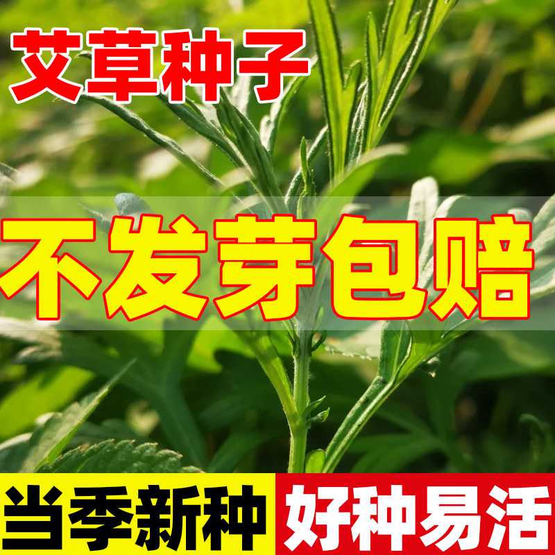 艾草种子食用药用驱蚊草艾叶种籽