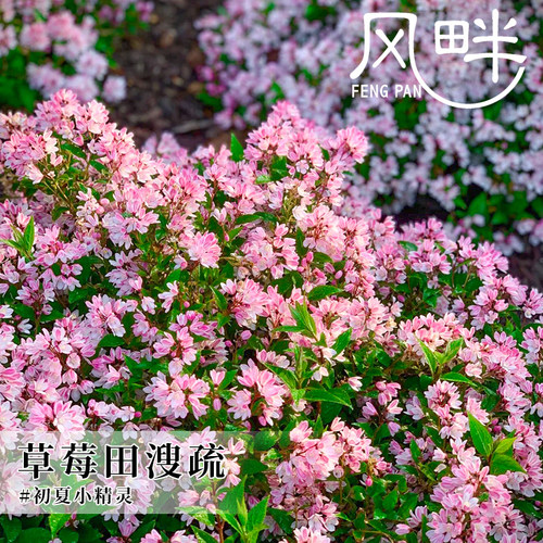 草莓田溲疏雪樱花重瓣冰生溲苏阳