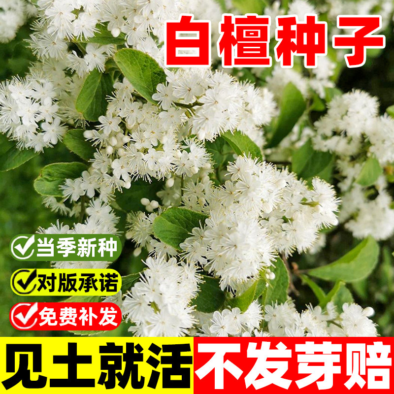 白檀种子檀香树种籽木质含香碎米子树乌子树多年生四季林木种孑