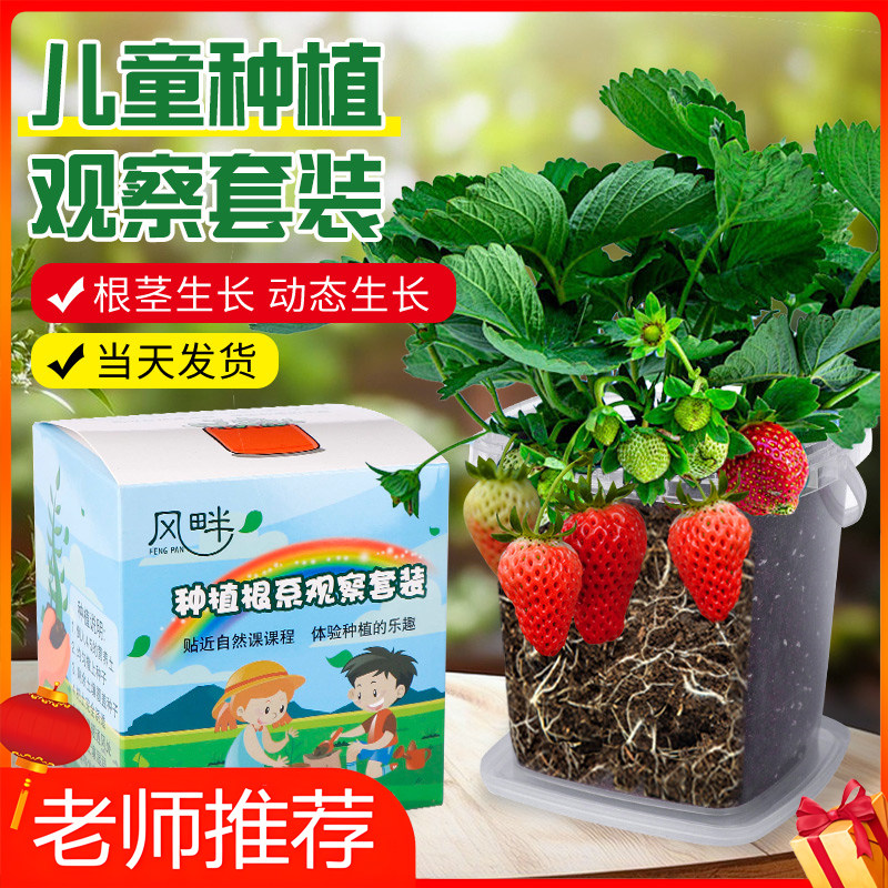 草莓种籽儿童种植小盆栽套装凤仙花向日葵种子实验植物太阳花种孑