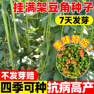 挂满架豆角种子四季高产特长豆角种子无架豆角豇豆阳台蔬菜种子孑