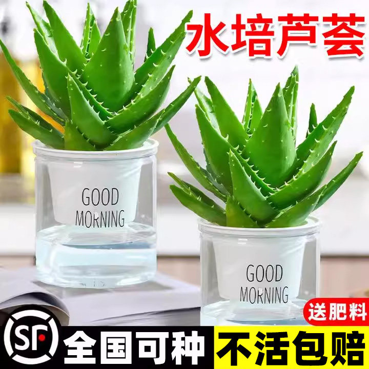 水培芦荟盆栽室内卧室净化空气耐旱花卉办公室桌面四季库拉索植物