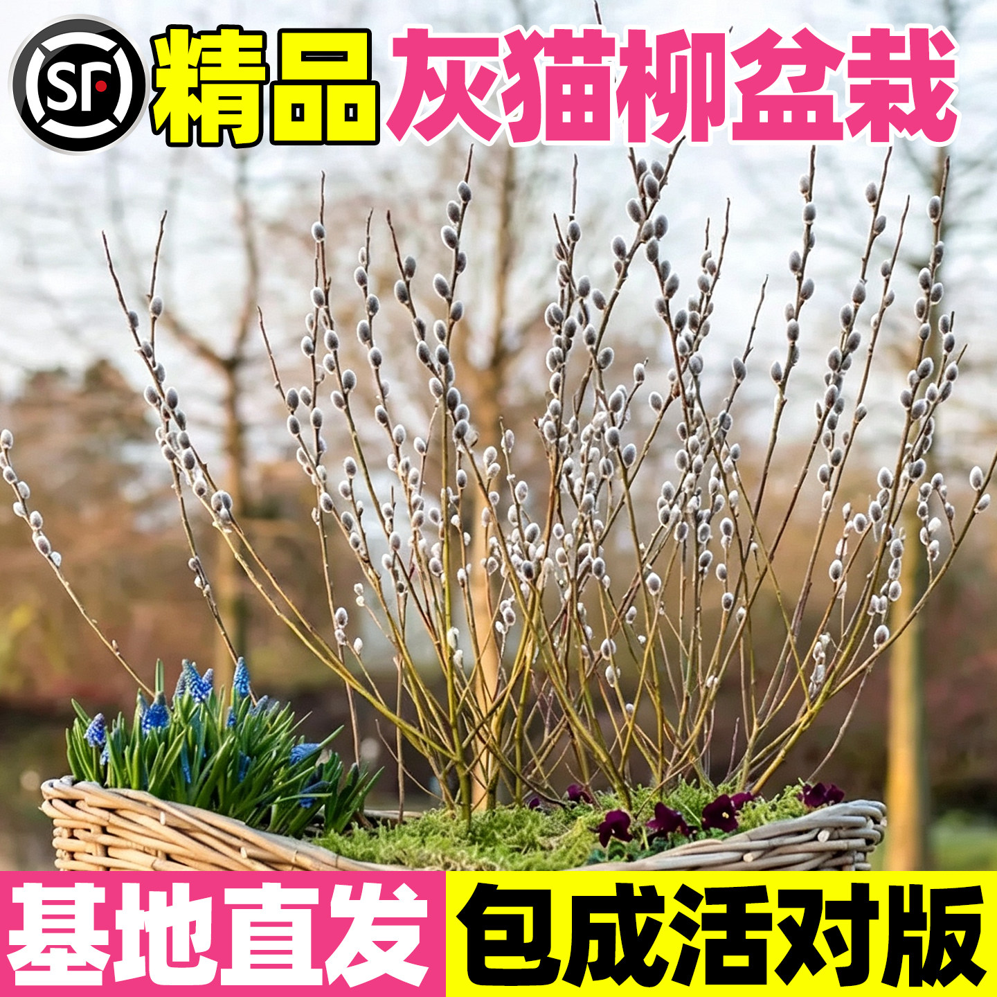 灰猫柳盆栽ins风室内摆件矮生高档组盆素材庭院阳台好养活绿植物