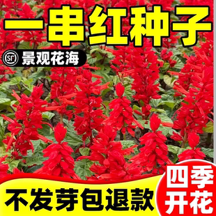 一串红种子四季播种开花矮杆西洋红种籽阳台室外易活耐寒耐热盆栽