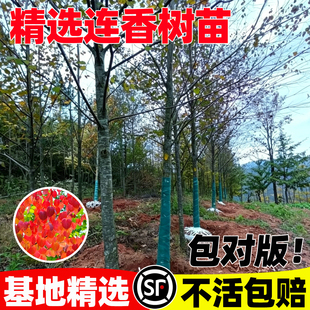 连香树苗多年生芳香花园庭院彩色树木大型盆景盆栽变色观叶植物苗
