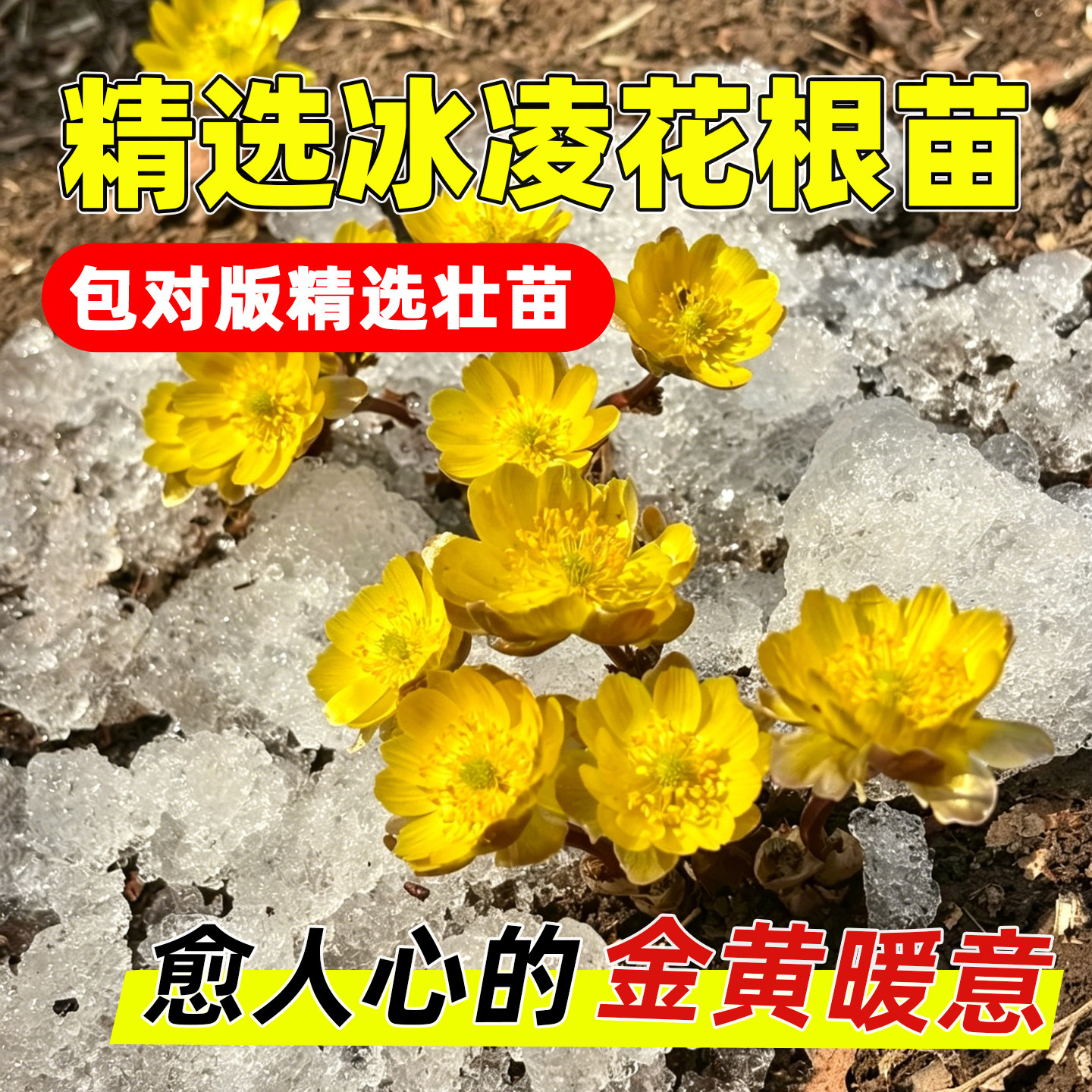 冰凌花根苗侧金盏花种子耐寒观赏植物庭院地栽苗适合雪地生长易活