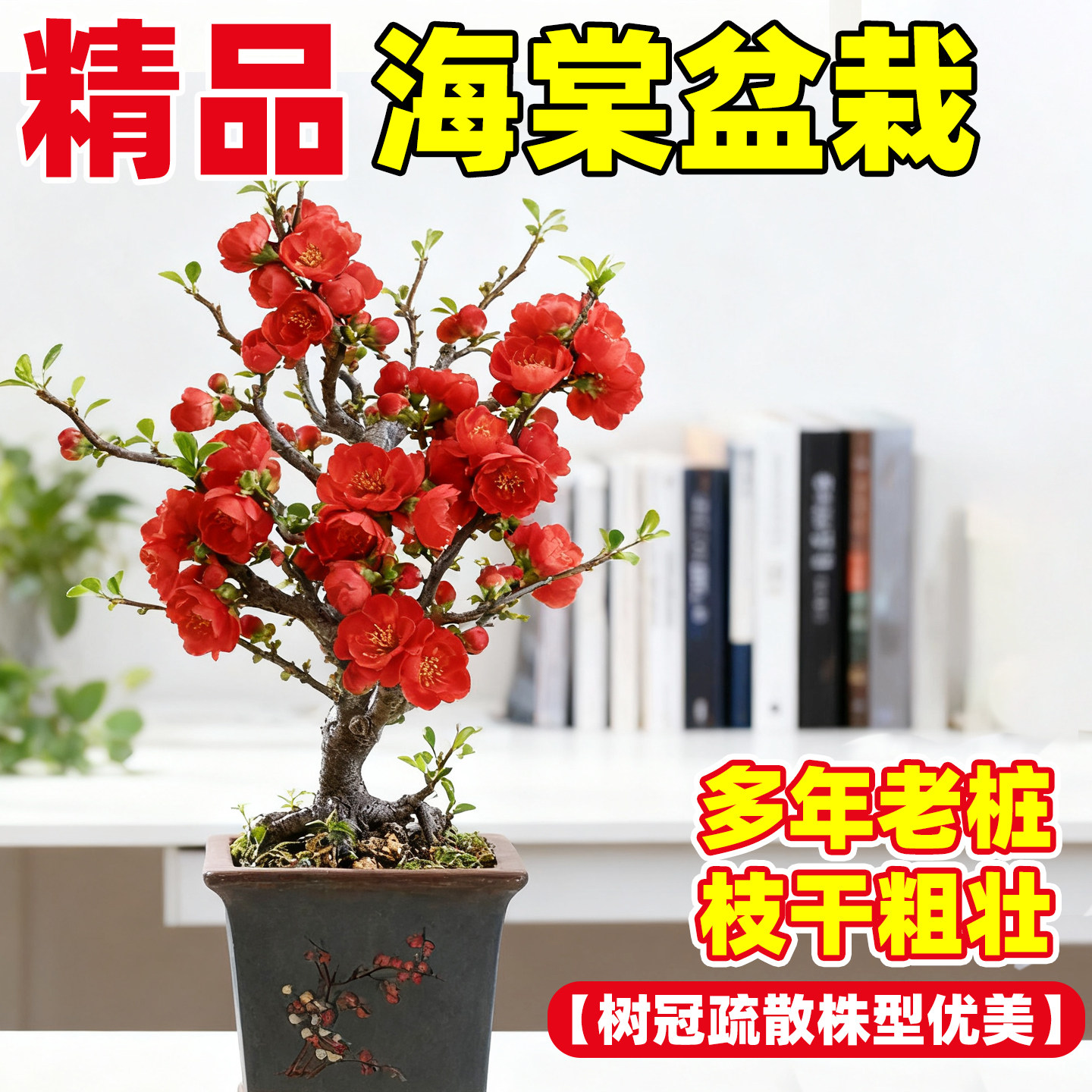 长寿冠海棠花盆栽树苗室外庭院好