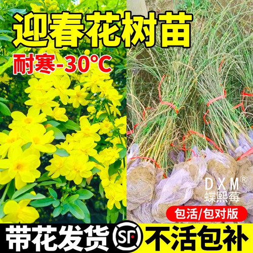 迎春花树苗盆栽连翘老桩盆景室内