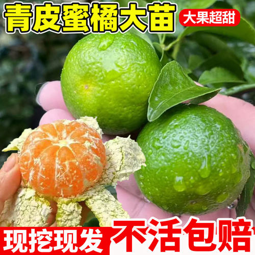 早熟青皮蜜桔苗橘子树果树果苗四