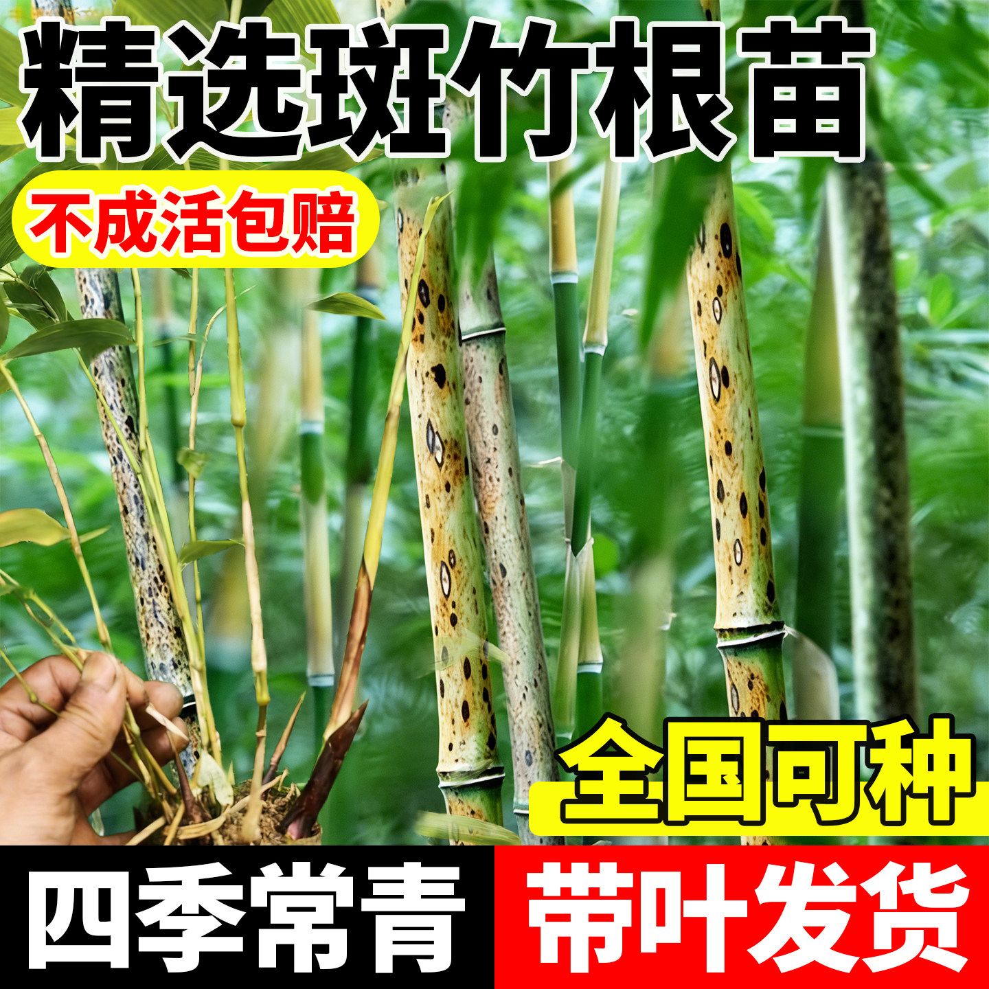 斑竹根竹苗楠竹四季种植庭院客厅招财盆栽可耐寒室内观赏植物竹子