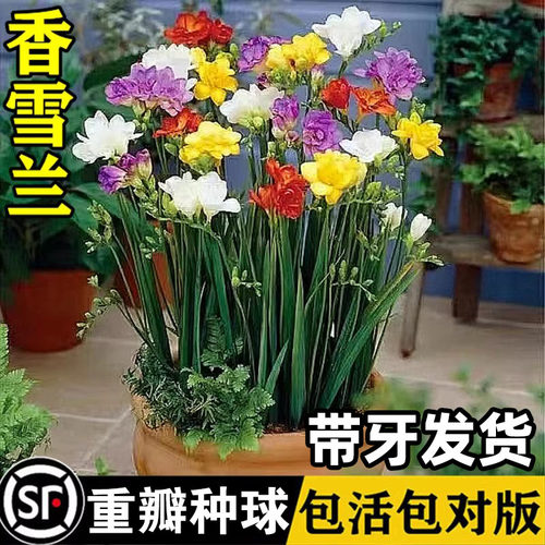 进口香雪兰种球重瓣带牙小苍兰盆
