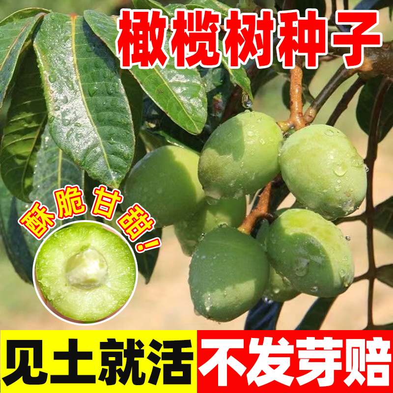橄榄种子孑橄榄根青橄榄果橄榄树种籽白橄榄果中草药材橄榄多年生