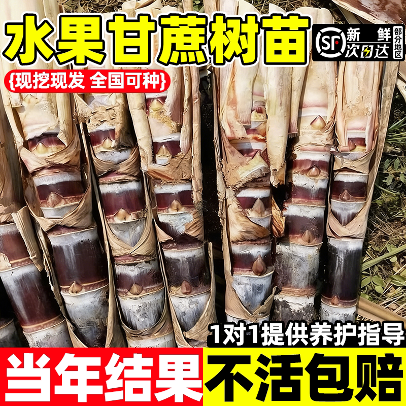 一代黑皮甘蔗种苗黄皮青皮甘蔗种图片