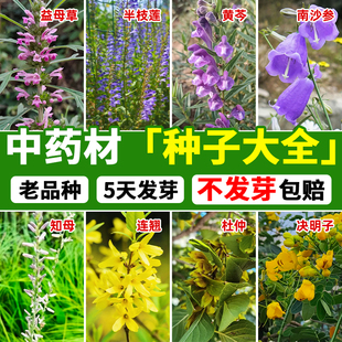 中药材种子大全四季种益母草种子白术种子庭院阳台种植食用南沙参