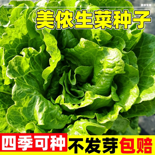 美侬生菜种子口感丰富无涩味脆甜