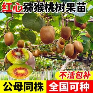 红心猕猴桃树果苗四季结果南北方种植果树公母同株软枣苗嫁接徐香