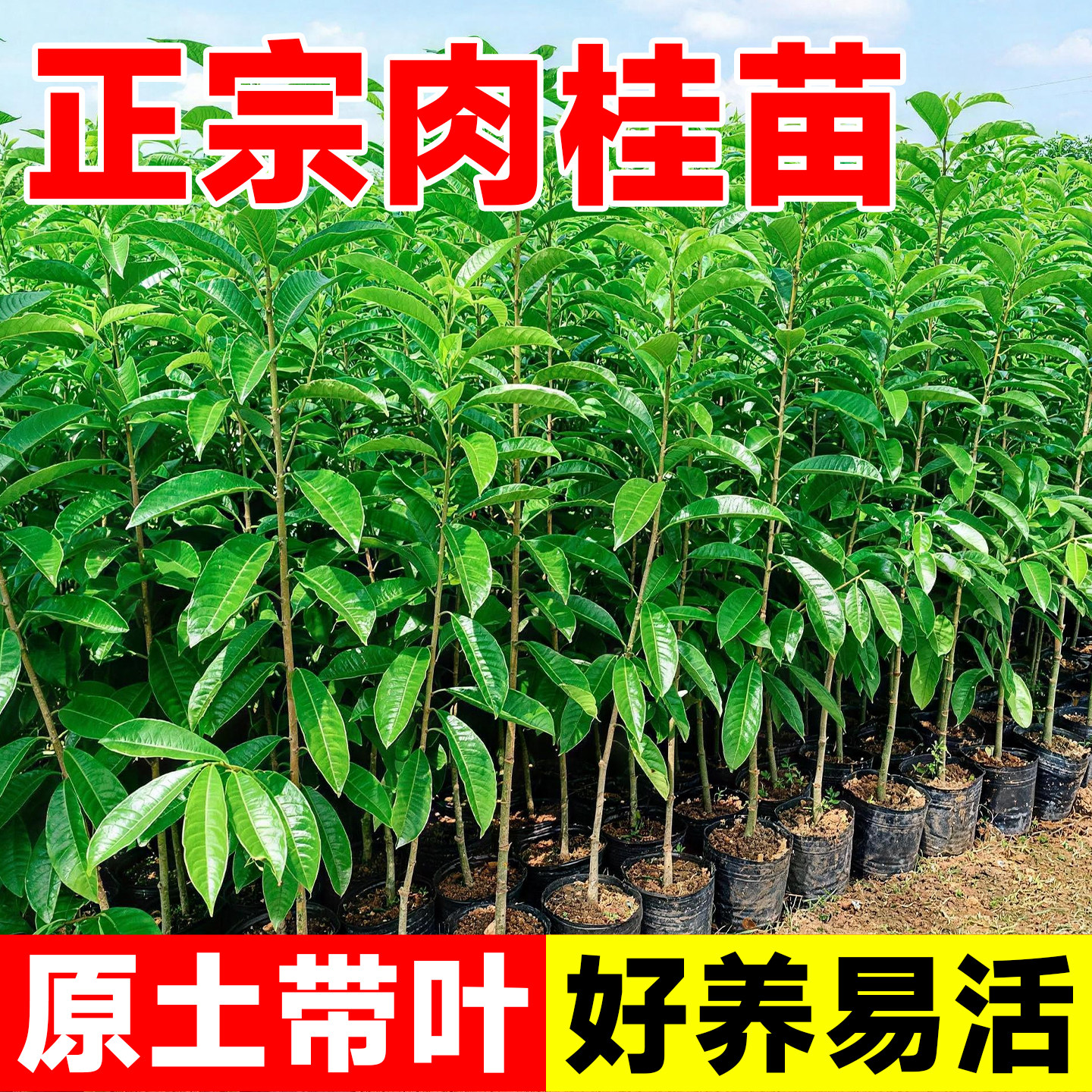肉桂树苗正宗广西玉桂皮苗易活名贵药材食用调味大料小苗带叶带泥