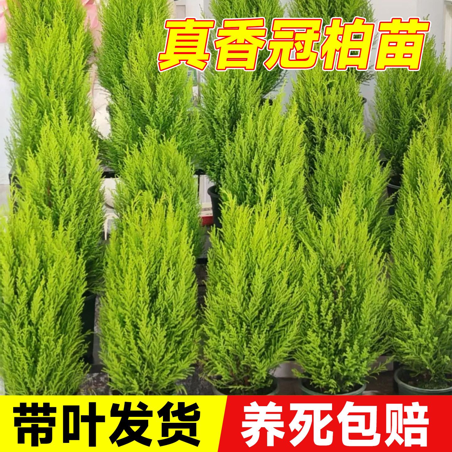 香冠柏小香松盆栽植物四季图片
