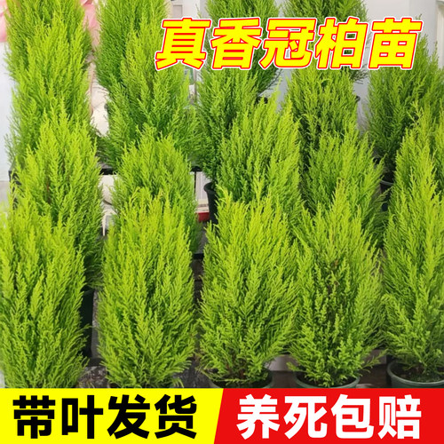 香冠柏小香松盆栽植物四季
