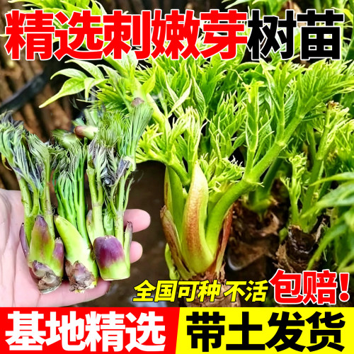 刺嫩芽树苗红葱木刺老芽苗子刺老