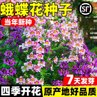 蛾蝶花种子四季易种易活室内外四季盆栽植物花籽花卉花草花海景观