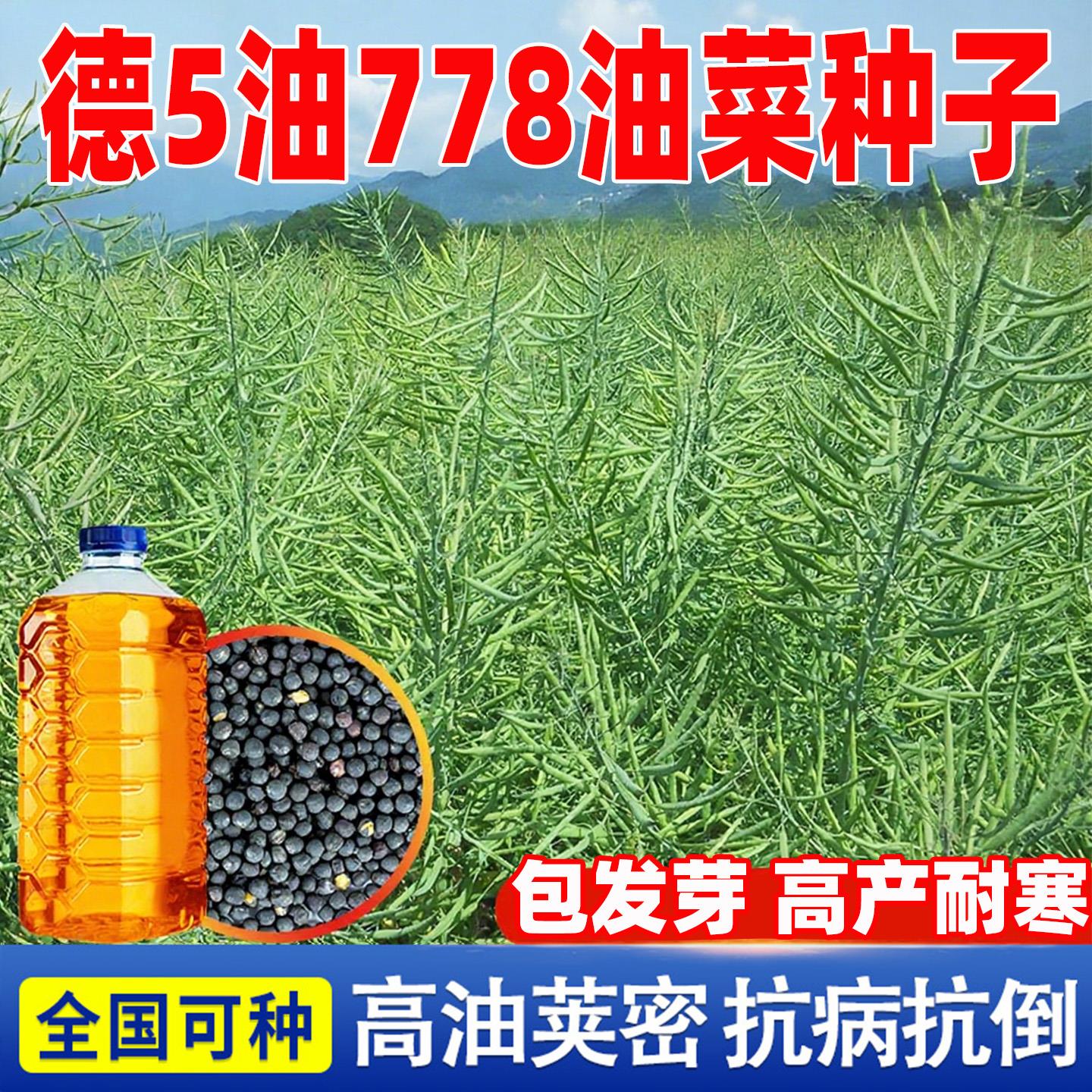 德5油778菜种子早熟抗病高