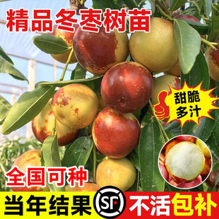 枣树活苗特大冬枣嫁接树苗沾化冬枣三代大枣超甜奶枣苹果水果青枣