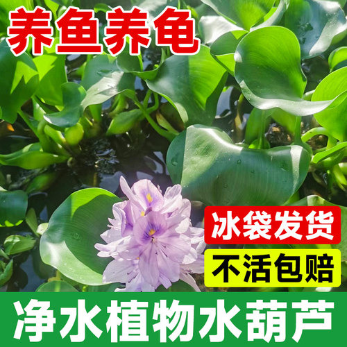 水葫芦浮萍水草植物鱼缸养鱼养龟