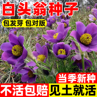 白头翁种子四季东北野生播种用种籽籽草种子中药材草籽老姑草种子
