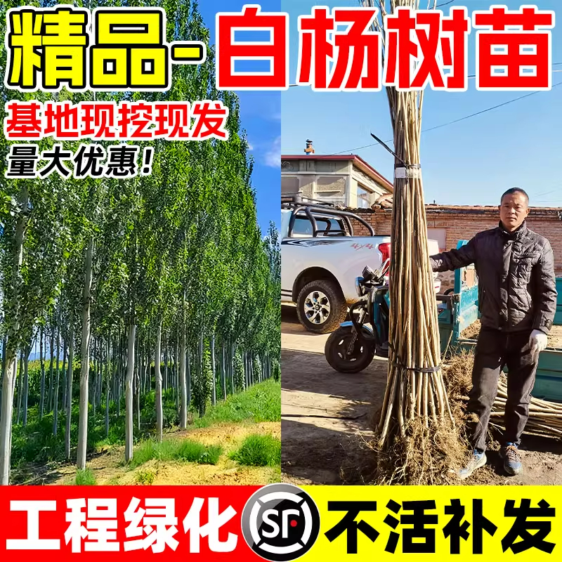 白杨树苗插秧苗庭院地栽种