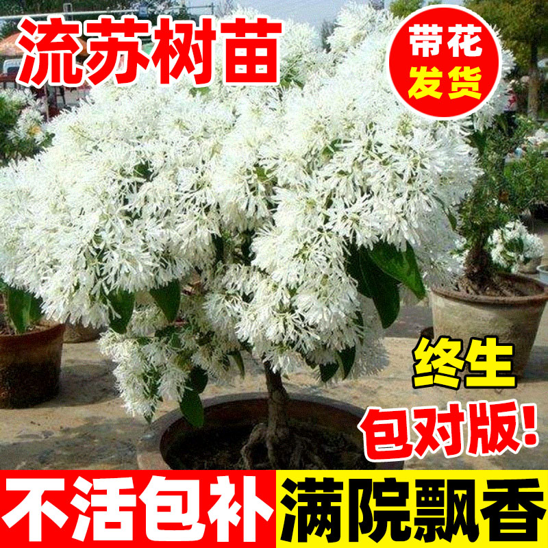 流苏树苗嫁接四月雪庭院地栽