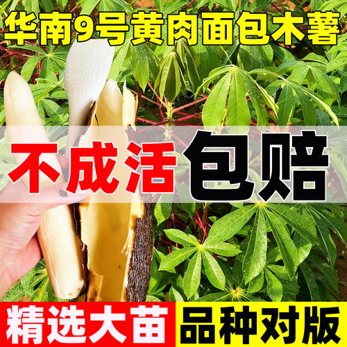 广西华南9号黄心木薯苗四季种植