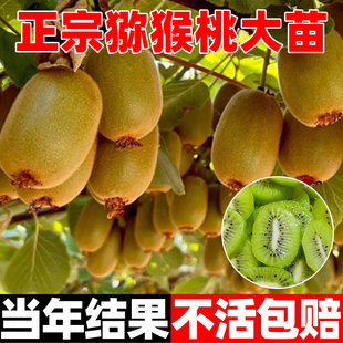 猕猴桃树果苗公母同株红心猕猴桃苗徐香嫁接水果树果苗南北方种植